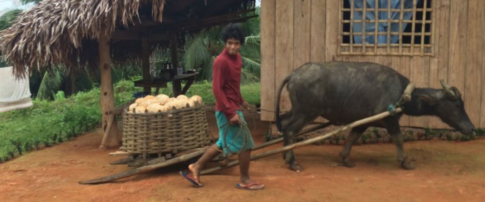 Improving the lives of coconut farmers